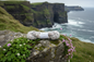 Angora Merino Silk Skeins on Coastal Rock with Shamrock